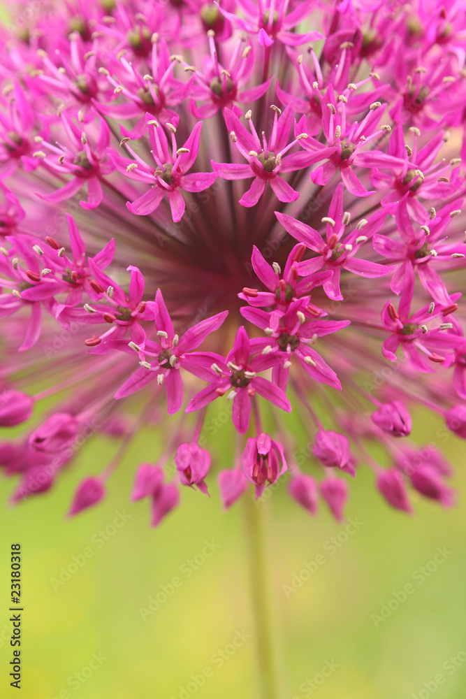 Purple garden flower