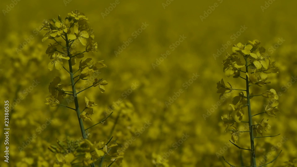 HD1080p Rapsfeld HD1080p Rapsfeld