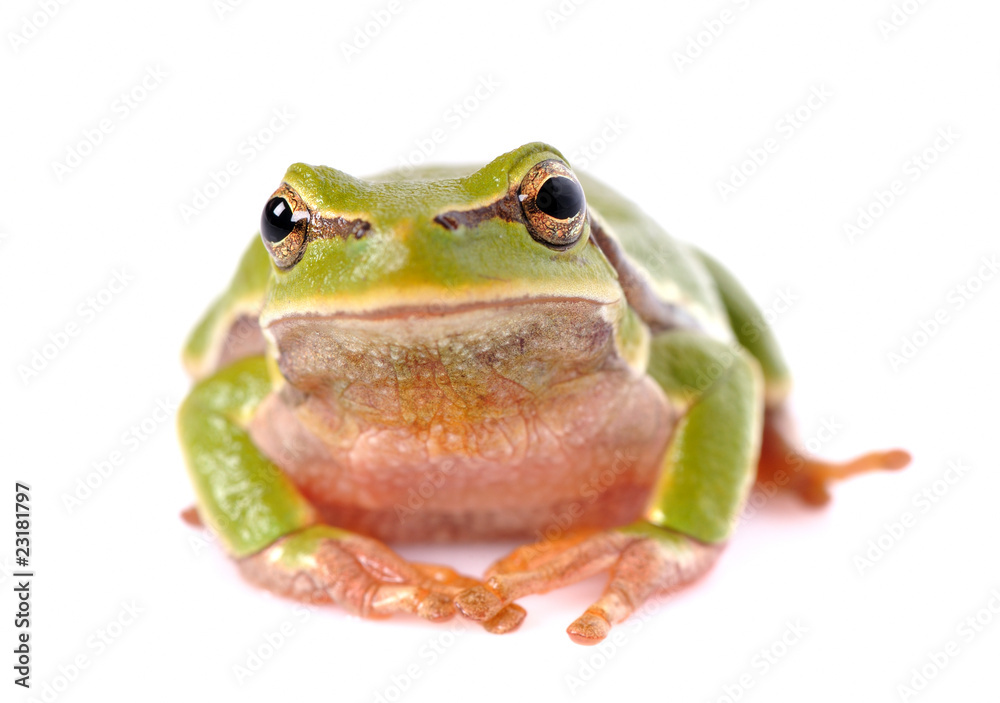 Obraz premium closeup green tree frog isolated on white background
