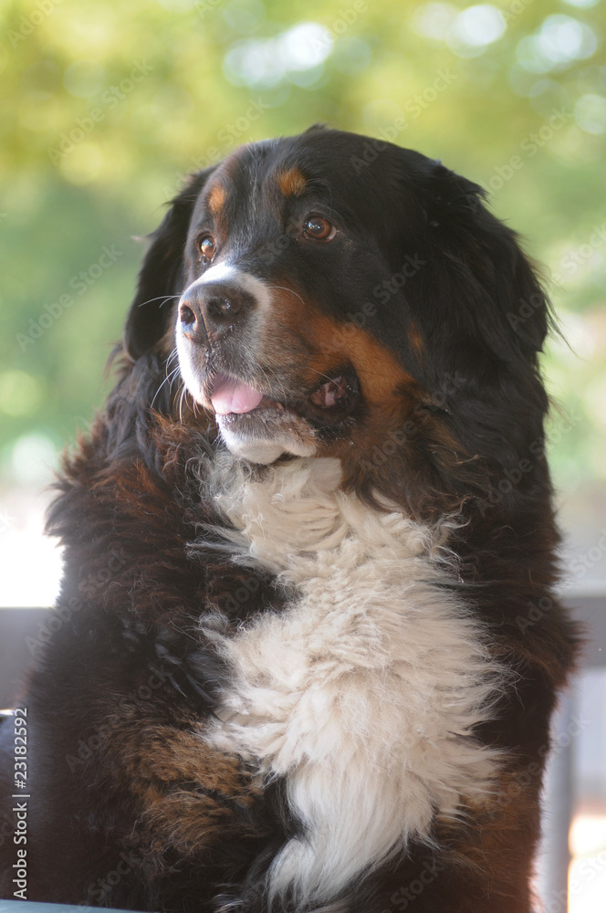 BOVARO BERNESE BOVARO BERNESE