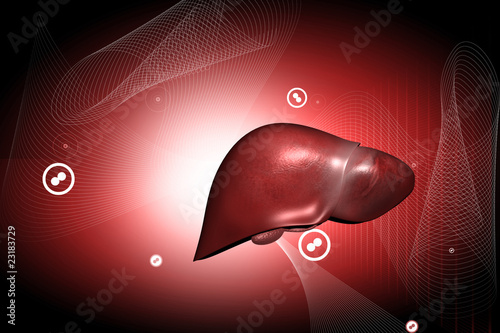 liver