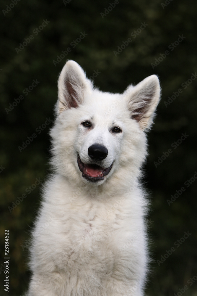 portrait d'un berger blanc suisse