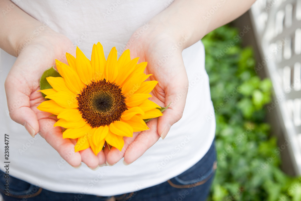 Fototapeta premium Women with a sunflower