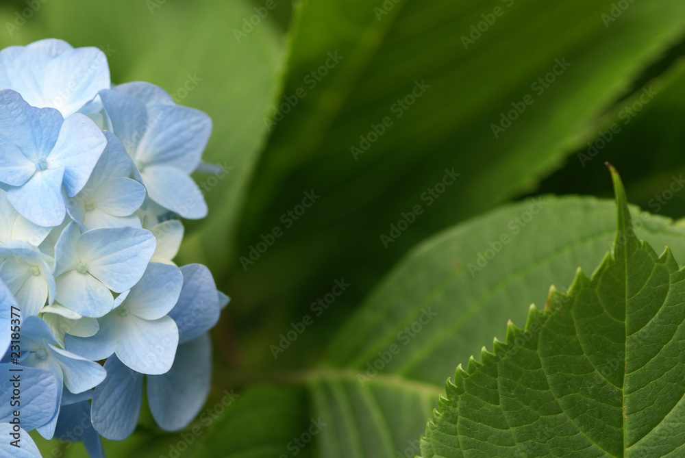 春の花d-122 春の花d-122