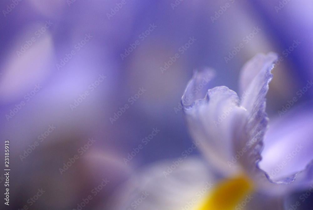 春の花d-34