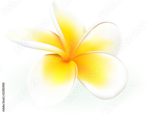 frangipani