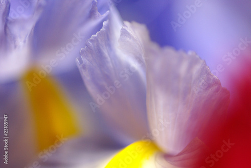 Fototapeta Naklejka Na Ścianę i Meble -  春の花d-41