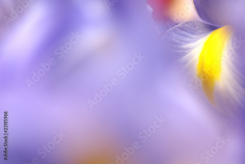 春の花d-48