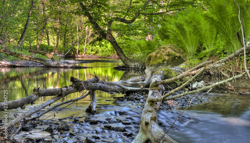 Forest stream