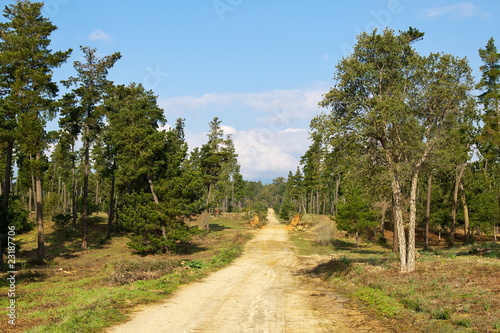 Paysage avec piste forestière en Haute Corse