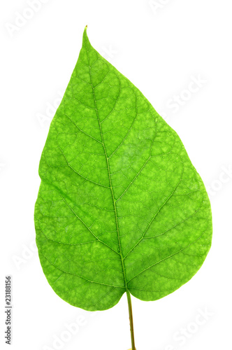 Green leaf of Lilac . Design Element