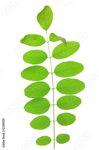 Green leaf of acacia . Design Element