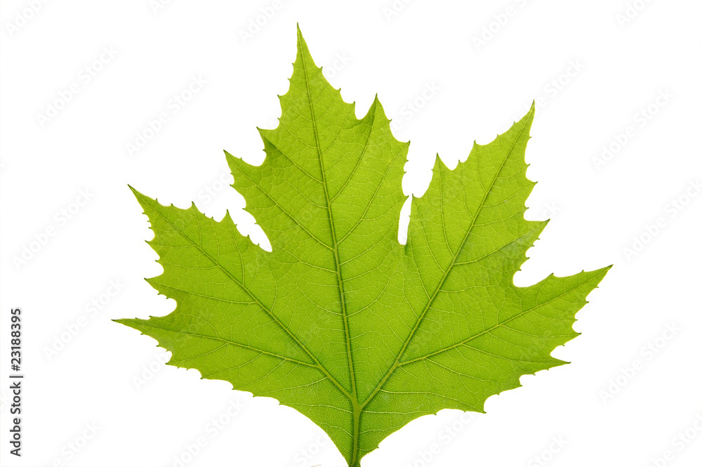 Green leaf of maple . Design Element Green leaf of maple . Design Element