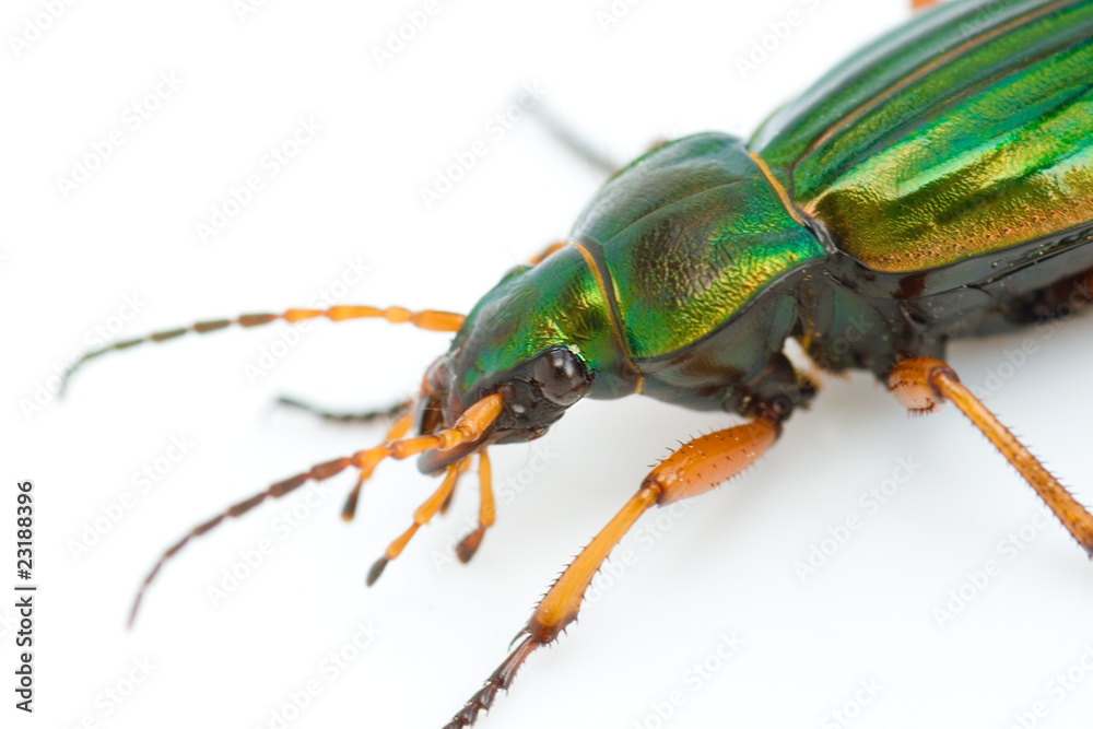 Carabus auratus Carabus auratus