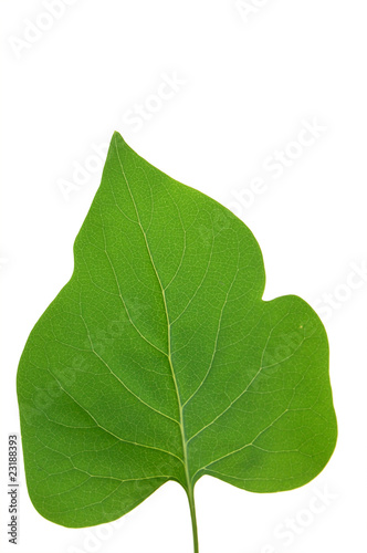 Green leaf of Lilac . Design Element
