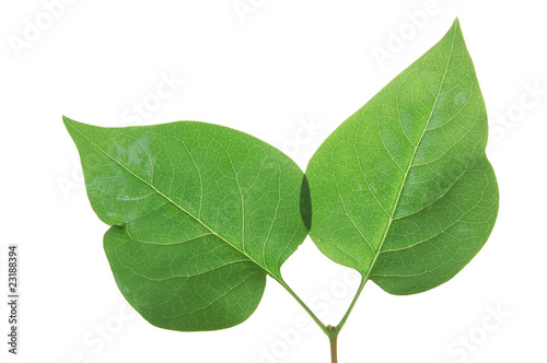 Green leaf of Lilac . Design Element