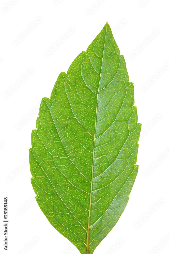 Obraz premium Green leaf of chestnut . Design Element