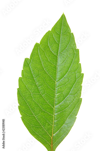 Green leaf of chestnut . Design Element