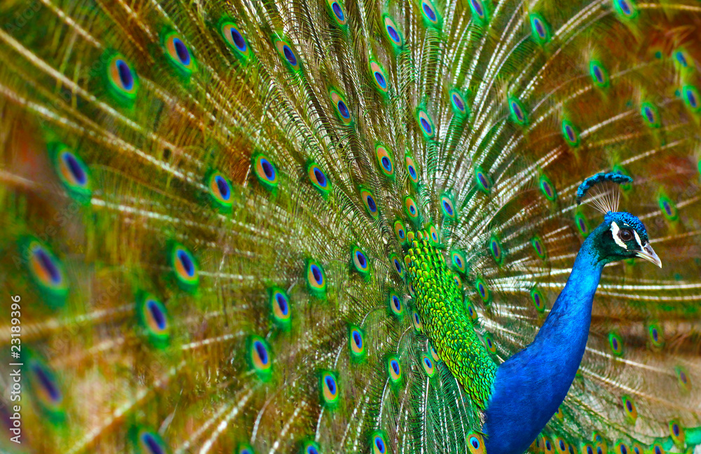 Obraz premium Peacock Dance