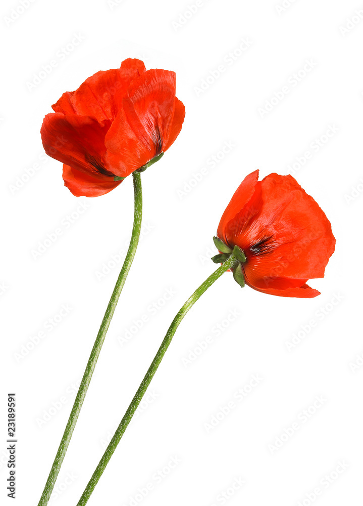 Naklejka premium Dwa maki