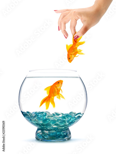 Gold fish in aquarium