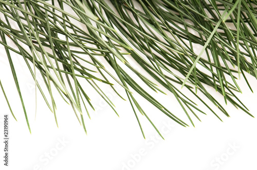 pine branch isolated on the white background