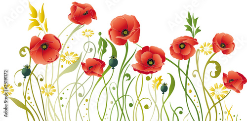 Mohn, Mohnblumen, Blumen, floral, filigran, Wiese