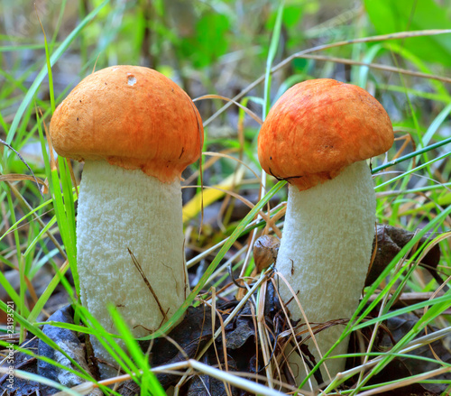 Two orange-cap boletus