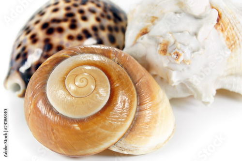 Three Sea Shells