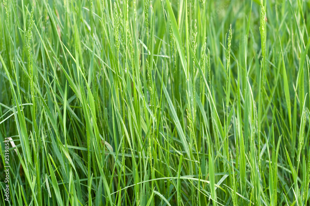 Obraz premium Green grass