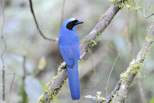 Fotografia Turquoise Jay Cyanolyca Turcosa