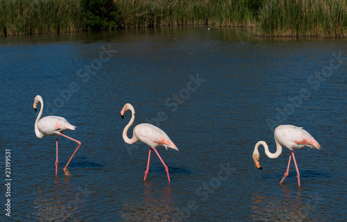 Flamingos auf Nahrungssuche