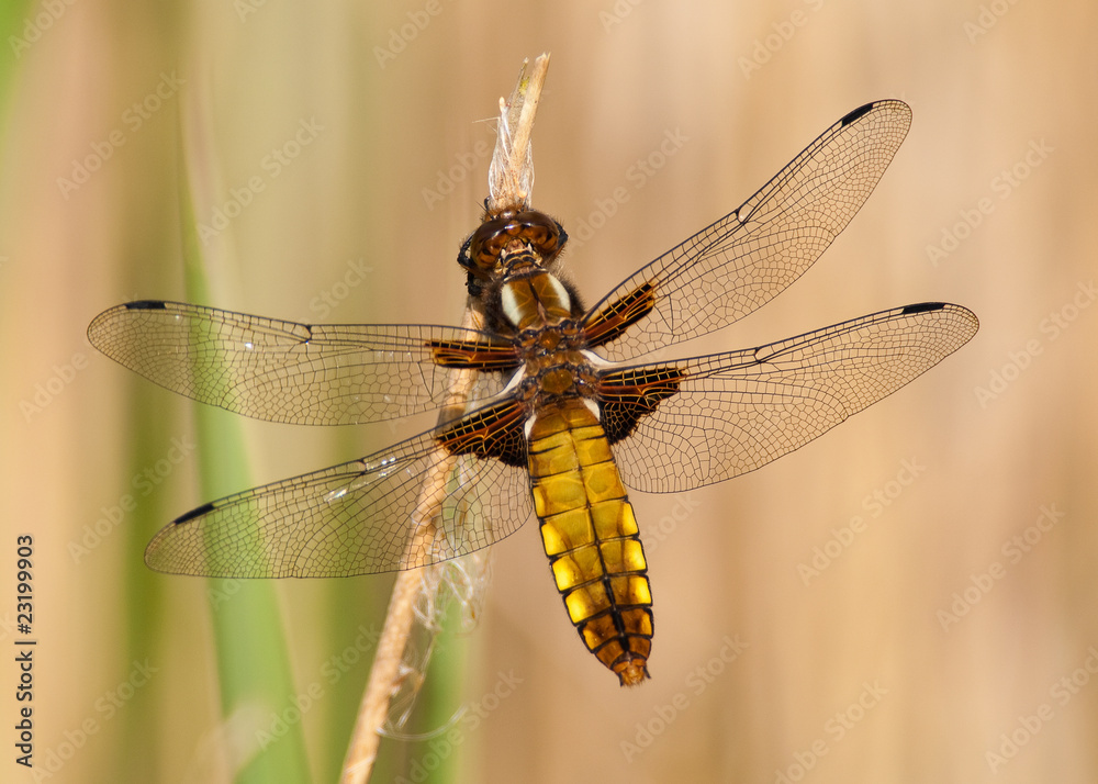 Broad-bodied Chaser Dragonfly Broad-bodied Chaser Dragonfly