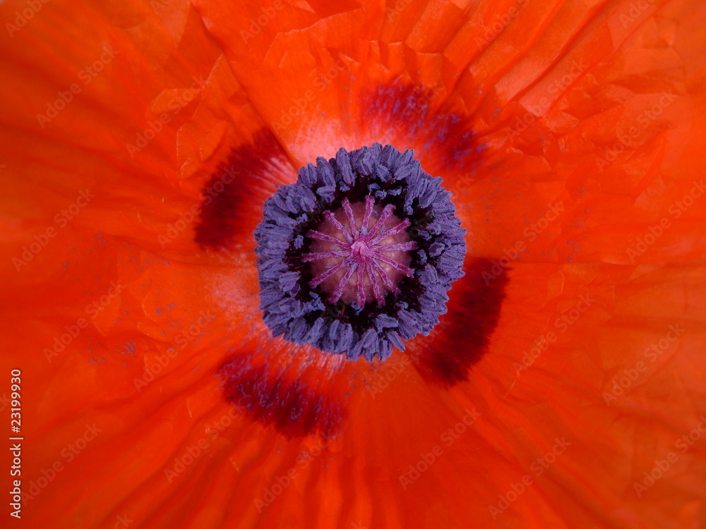 Mohnblüte Mohnblüte
