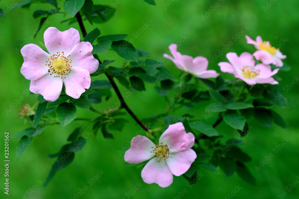 Fototapeta premium dog-rose