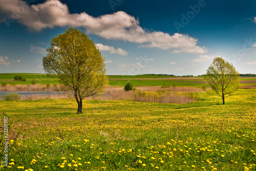 Two lonely trees on a yellow marsh meadow on a sunny day #23201987