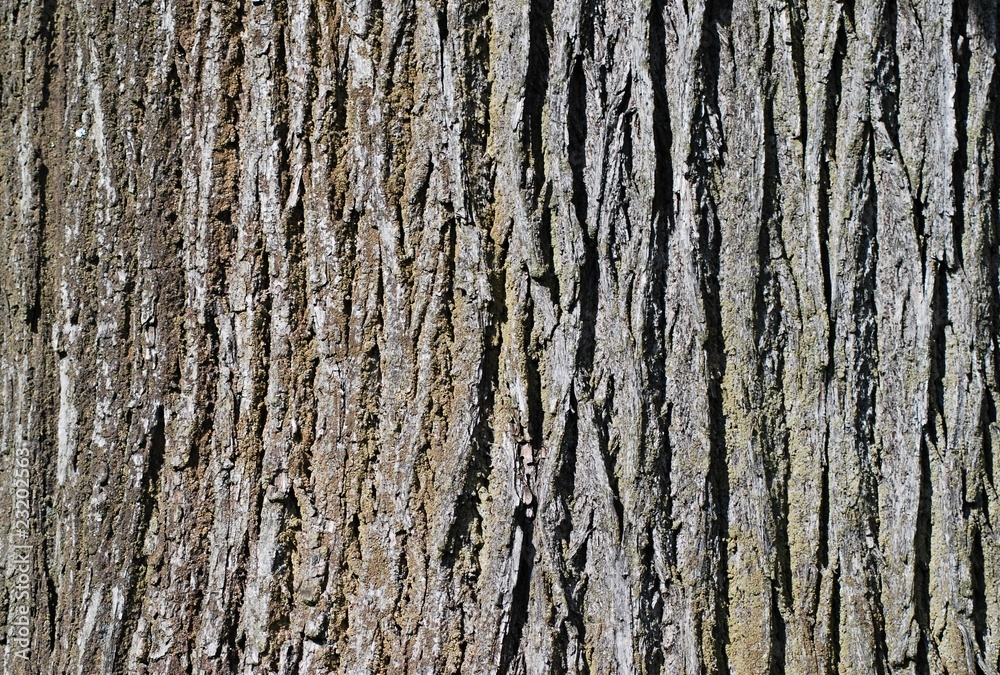 Tree bark Tree bark