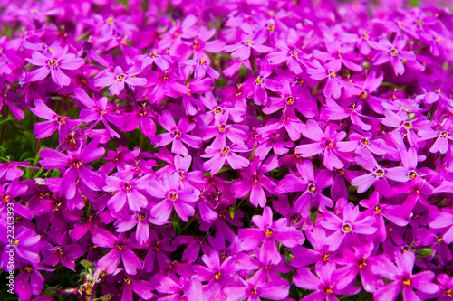 Colorful  Flowers