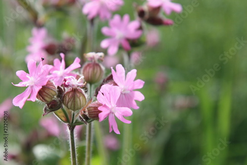 Blume Lichtnelke - Carnation