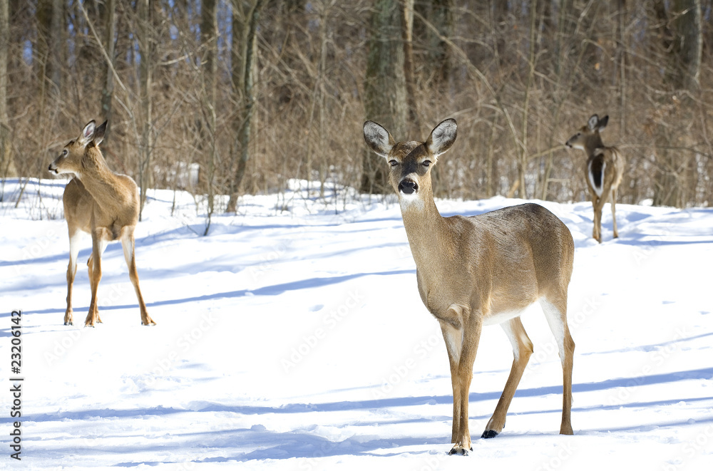 deer trio deer trio