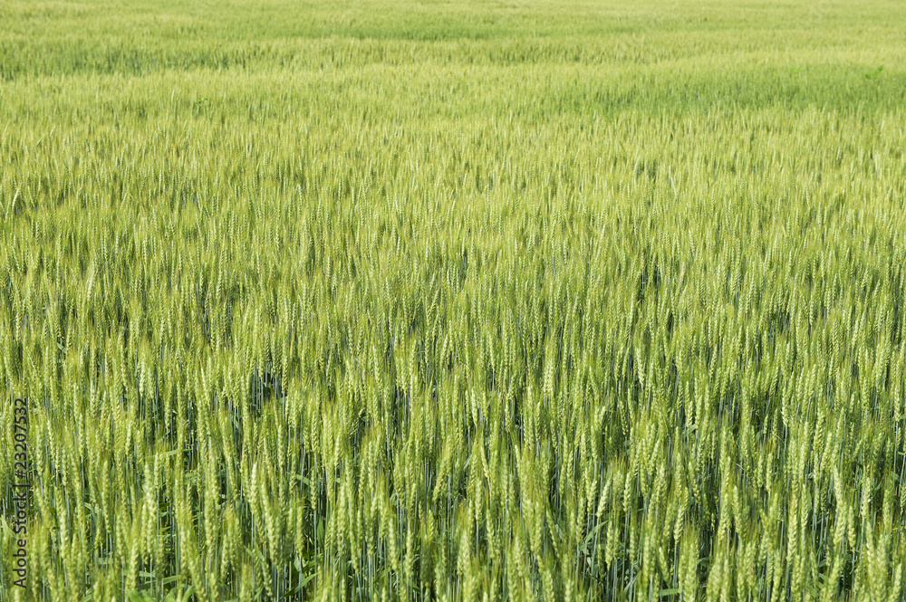 wheat field