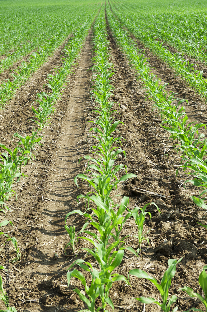 corn field corn field