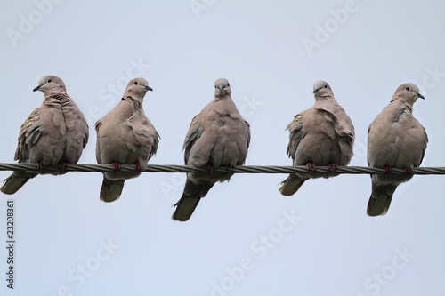 Doves On A Wire