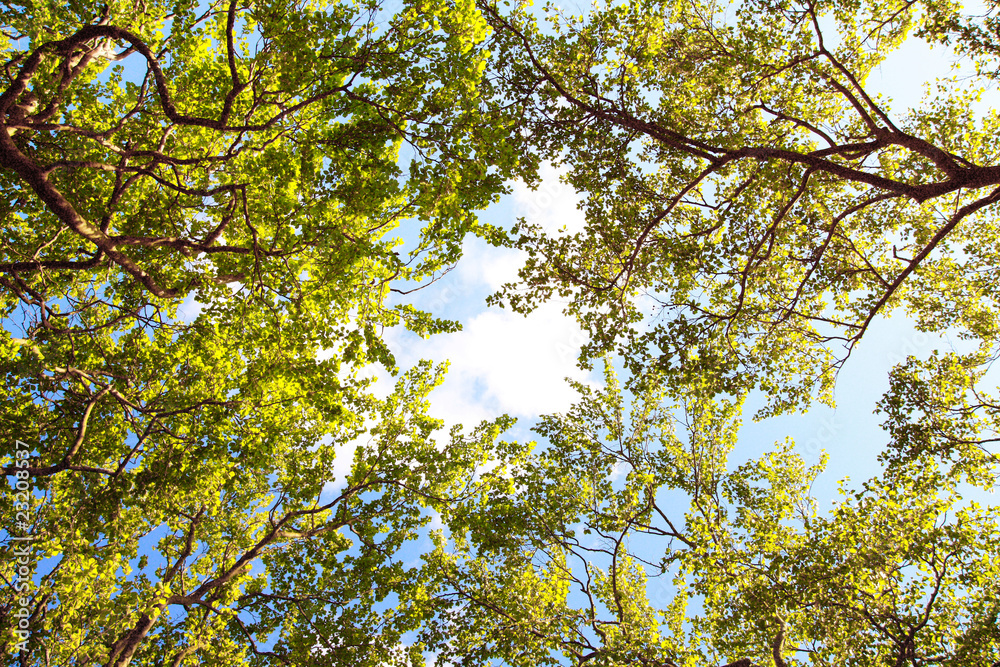 Branches of spring leaves agains blue sky Branches of spring leaves agains blue sky