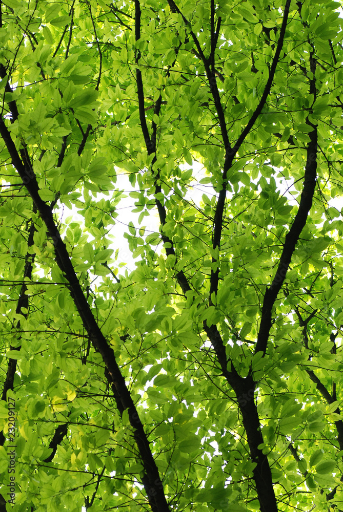 Fototapeta premium nature green leaf