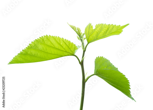 Fresh leaves