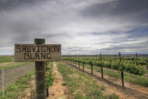 Sauvignon Blanc Grapes Vineyard photo