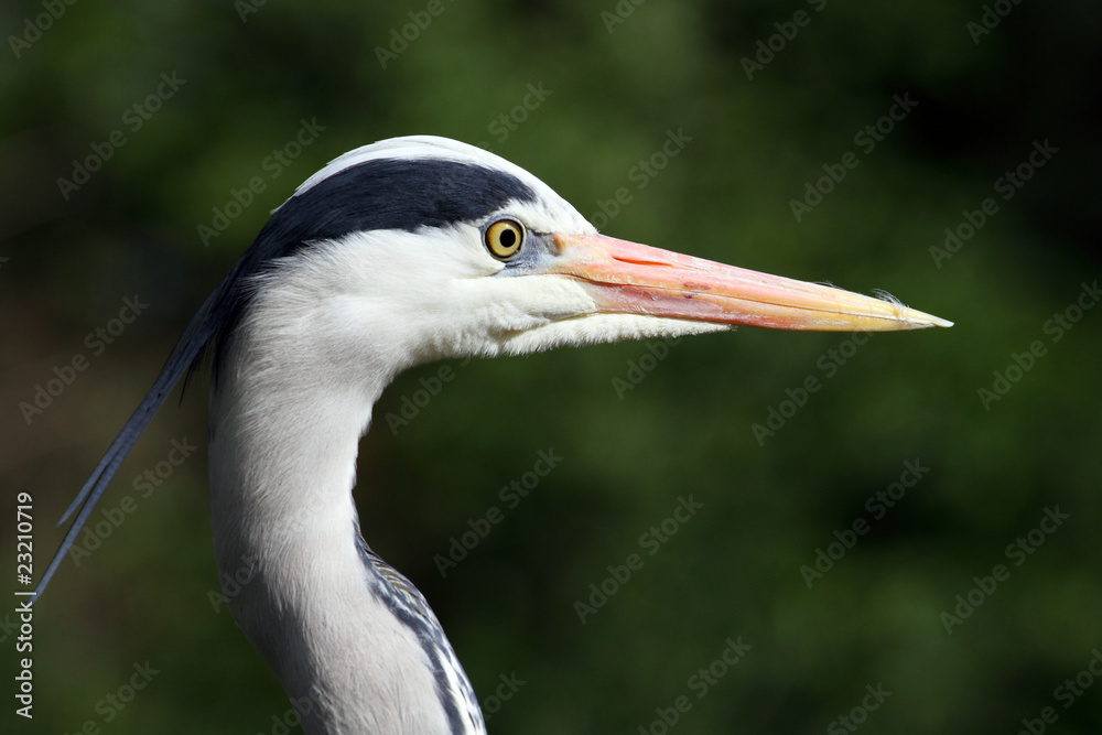 héron cendré, ardea cinerea