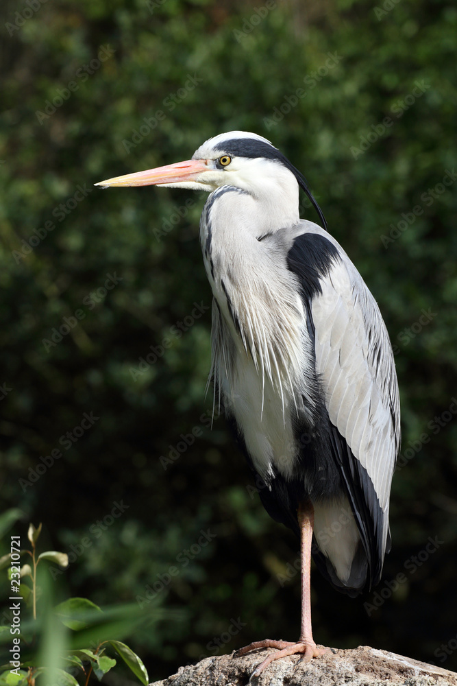 Fototapeta premium héron cendré, ardea cinerea