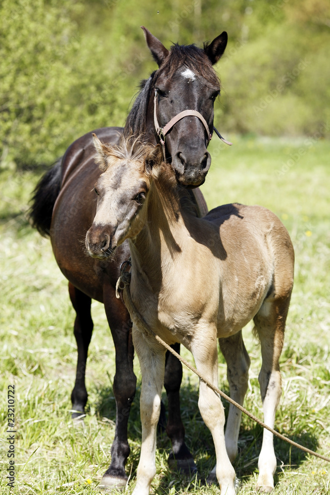 Obraz premium Baby horse